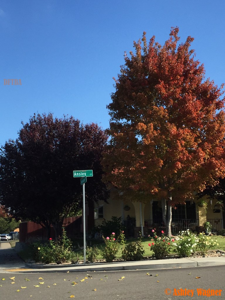 Photo Nov 15, 1 13 33 PM