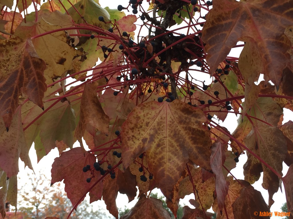 Photo Dec 05, 9 53 28 AM