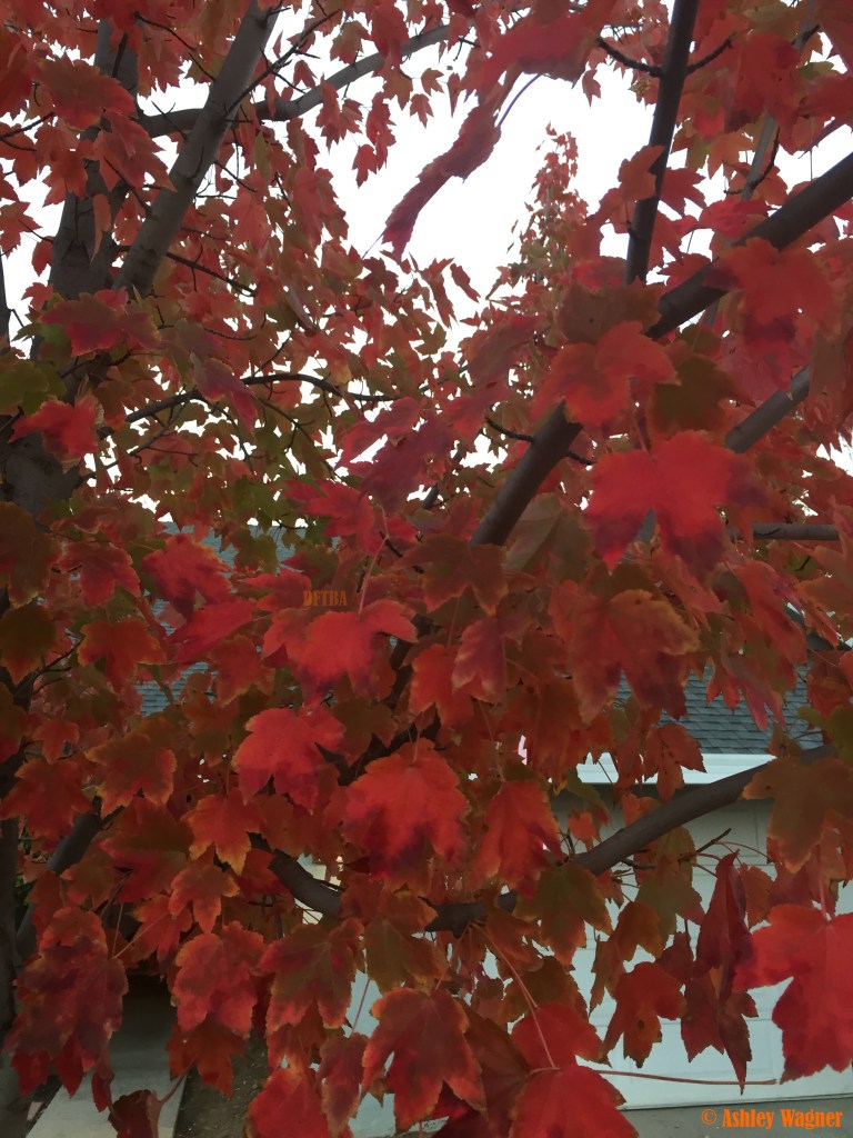 Photo Nov 26, 6 59 37 AM