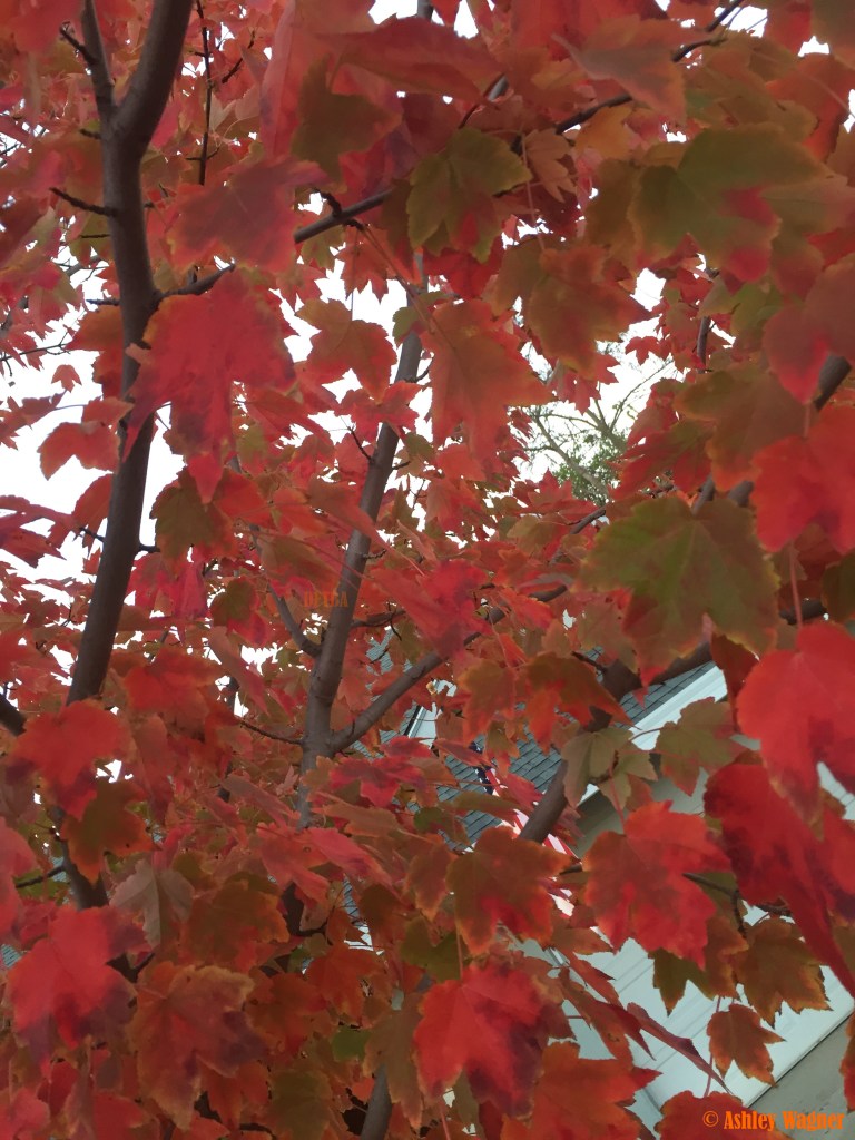 Photo Nov 26, 6 59 41 AM