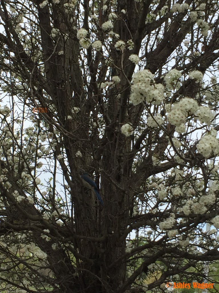 Photo Mar 15, 12 10 26 PM