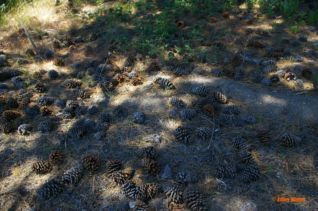 Lake Tahoe Relay 06.13 (13)