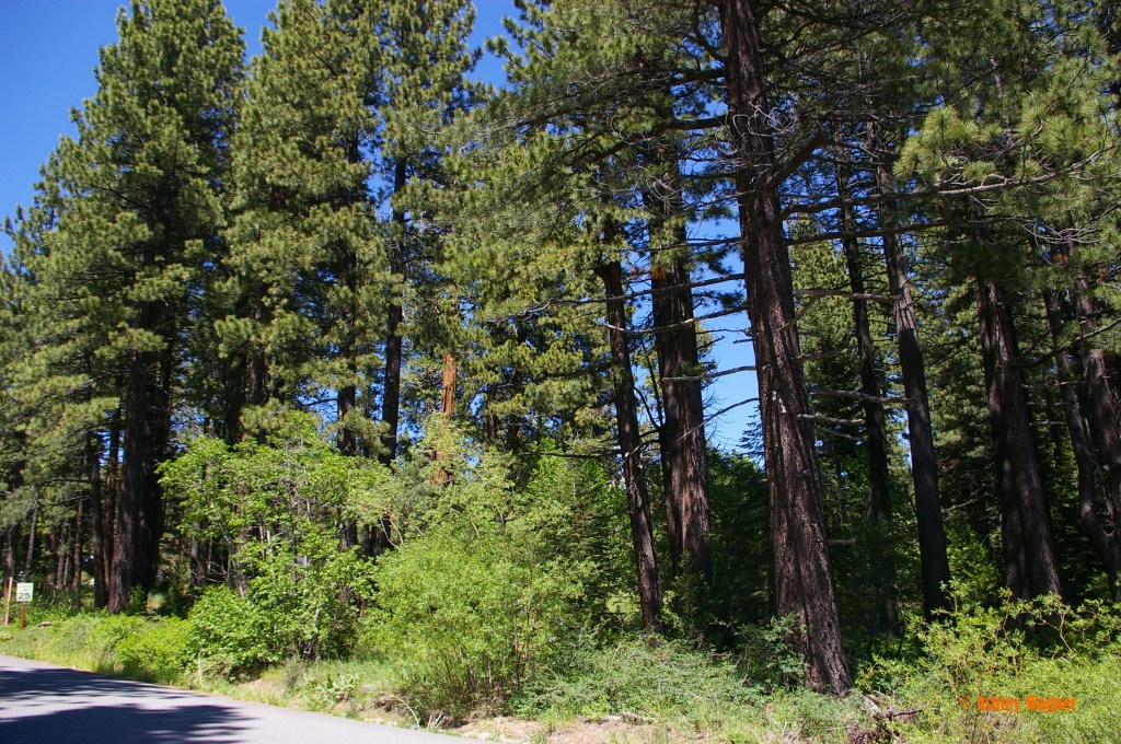 Lake Tahoe Relay 06.13 (14)