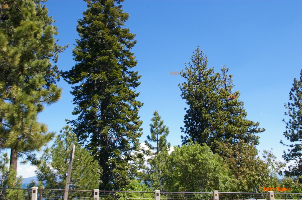 Lake Tahoe Relay 06.13 (15)