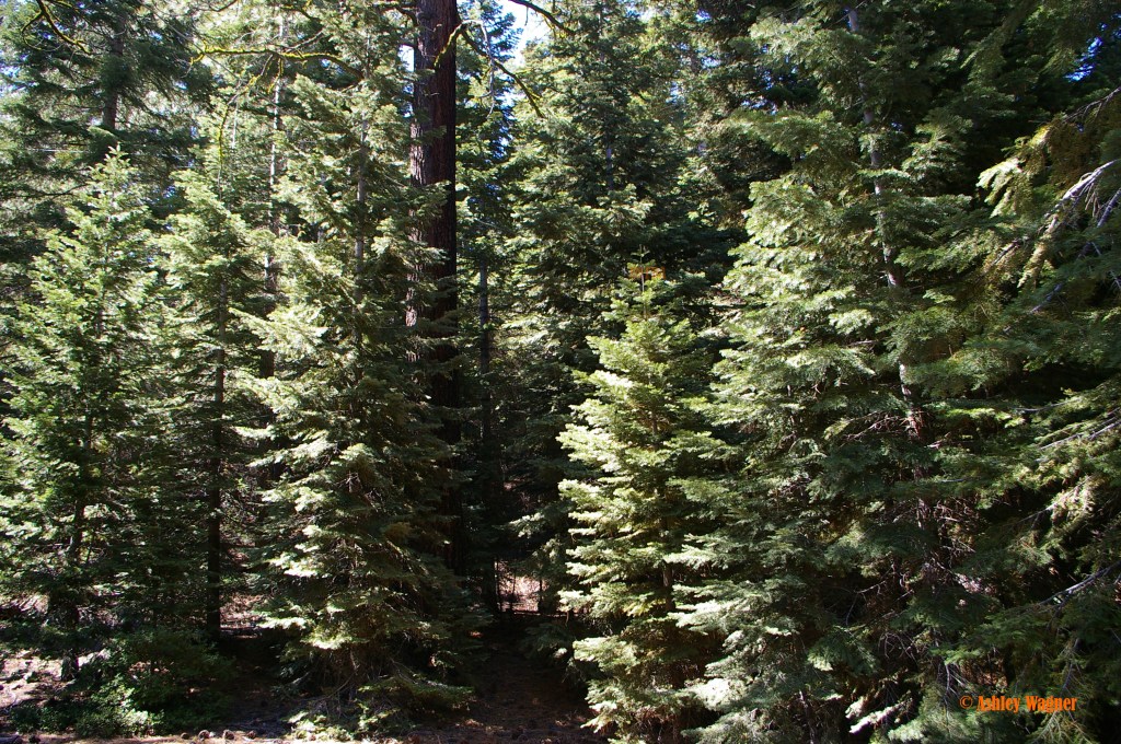 Lake Tahoe Relay 06.13 (16)