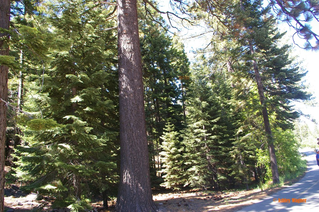 Lake Tahoe Relay 06.13 (17)