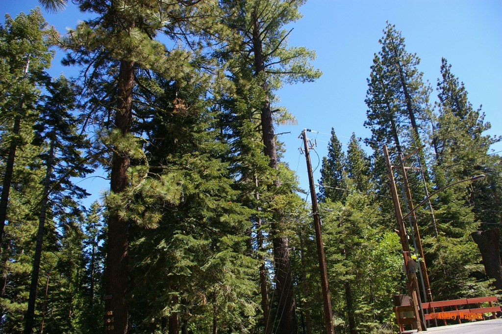 Lake Tahoe Relay 06.13 (18)