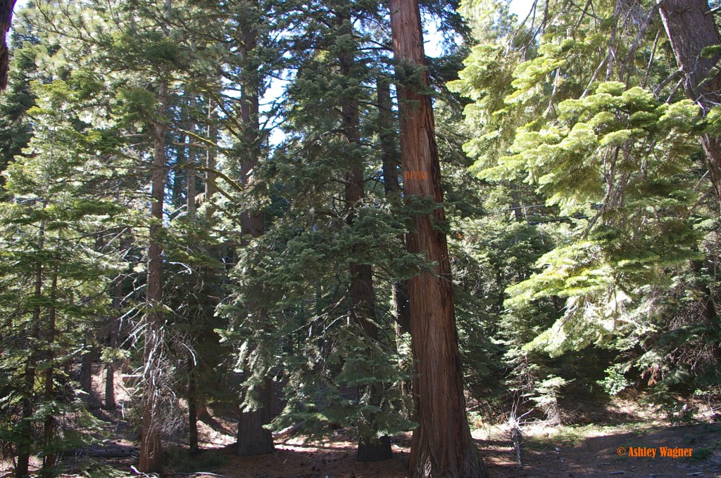 Lake Tahoe Relay 06.13 (19)