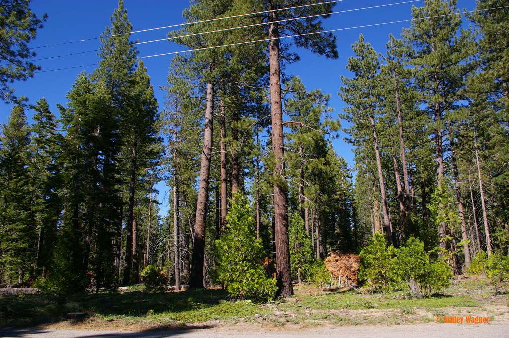 Lake Tahoe Relay 06.13 (21)