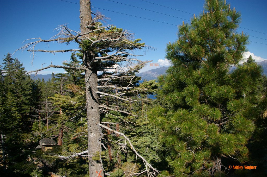 Lake Tahoe Relay 06.13 (22)