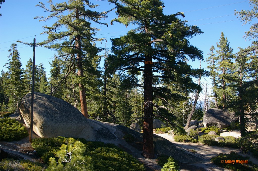 Lake Tahoe Relay 06.13 (24)