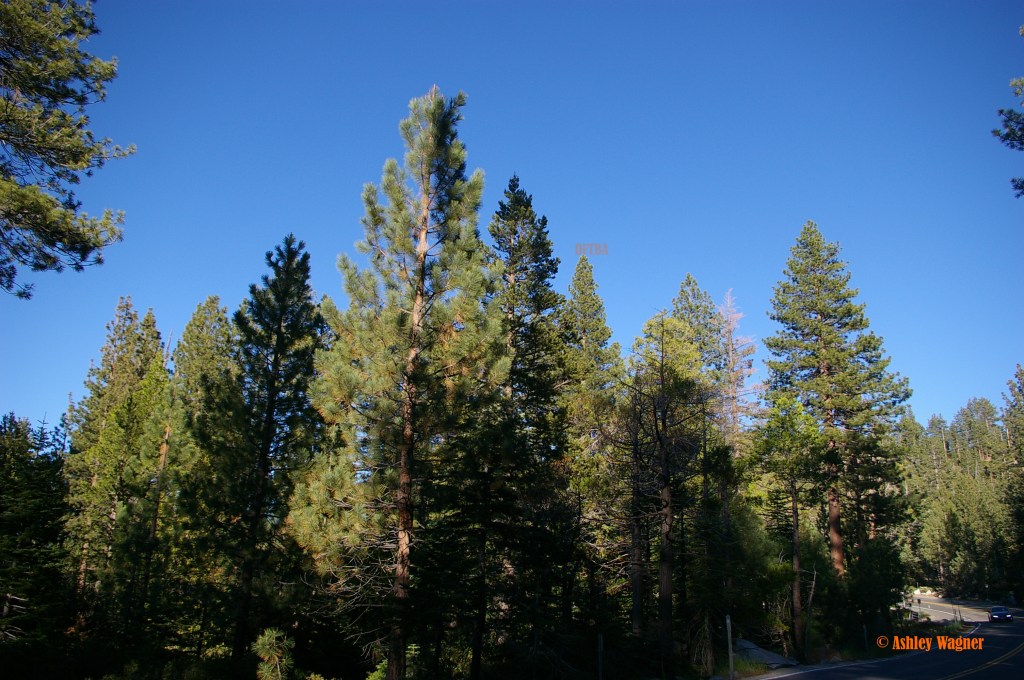 Lake Tahoe Relay 06.13 (35)