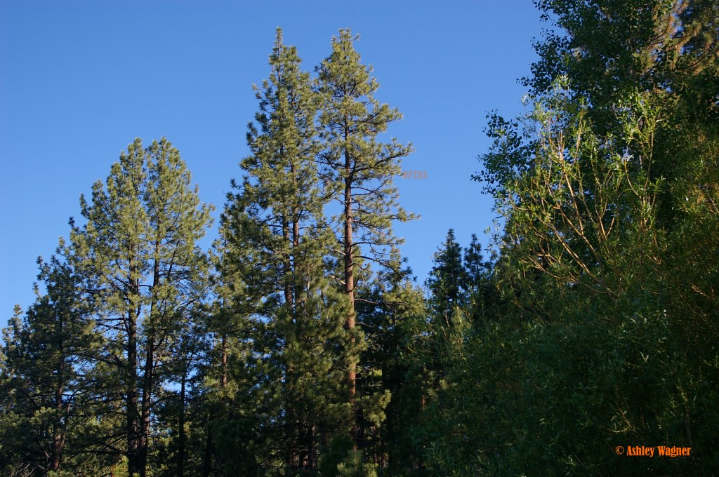 Lake Tahoe Relay 06.13 (43)