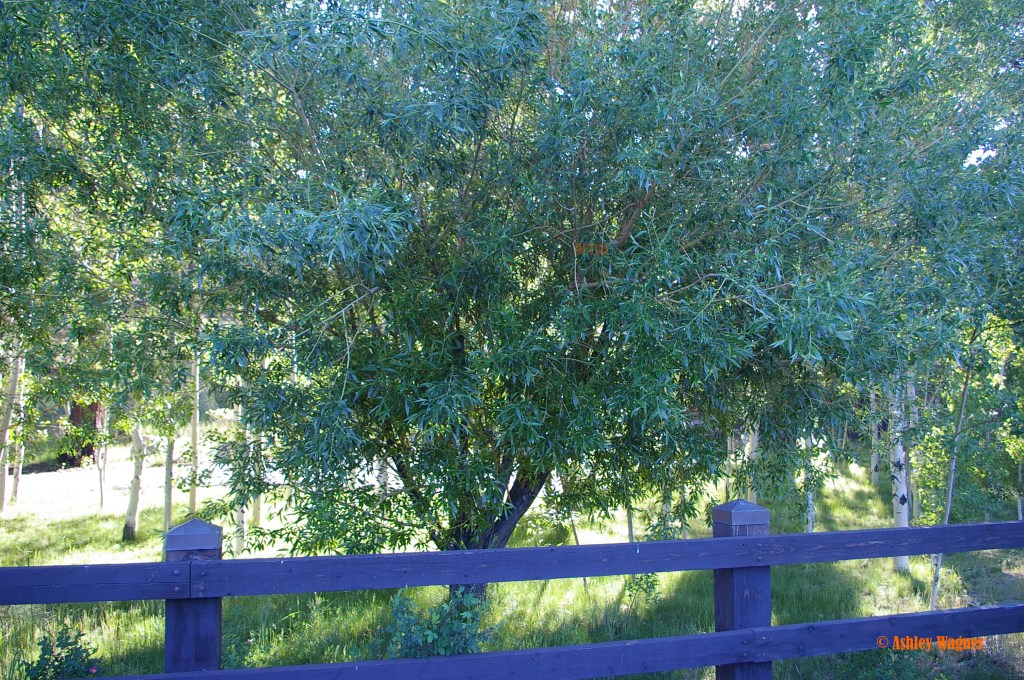 Lake Tahoe Relay 06.13 (44)