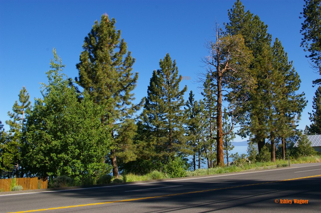 Lake Tahoe Relay 06.13 (46)