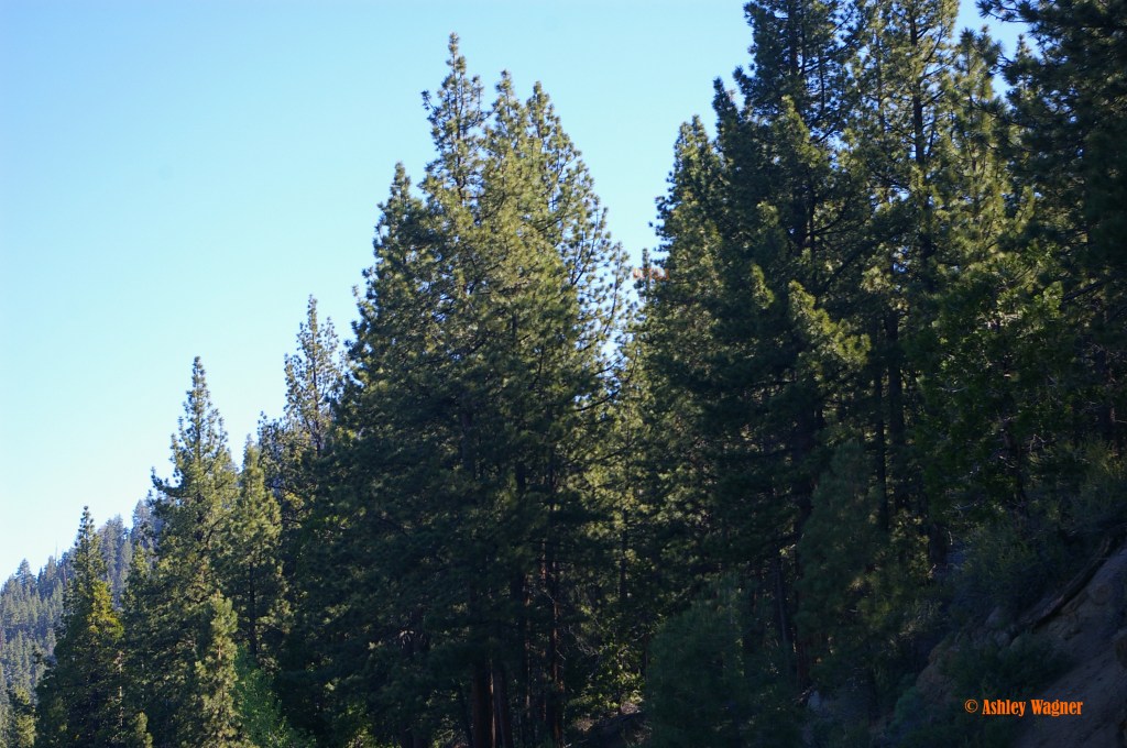 Lake Tahoe Relay 06.13 (50)