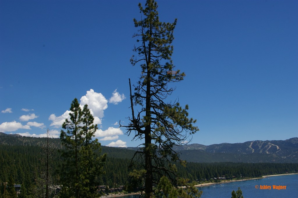 Lake Tahoe Relay 06.13 (7)