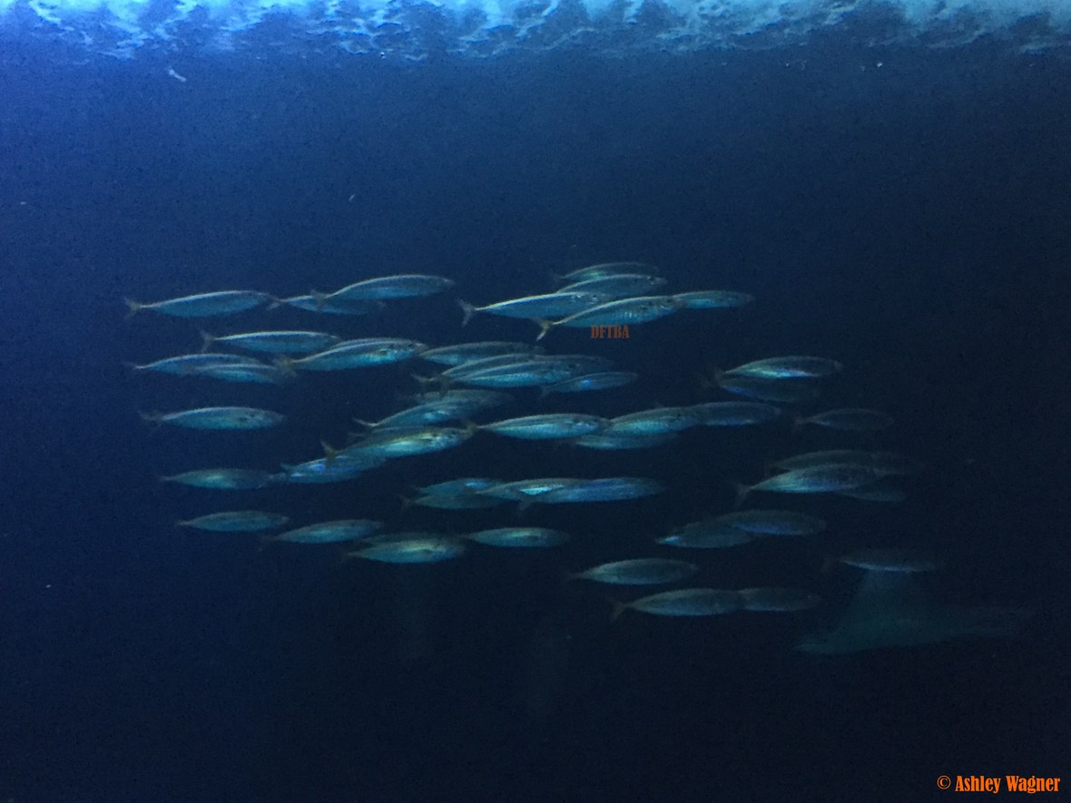 Photo Dec 26, 2 59 49 PM