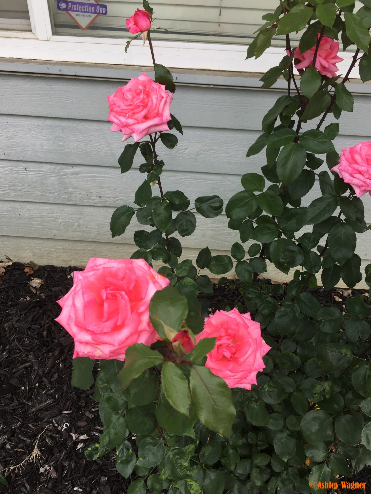 Photo Apr 13, 5 29 27 PM