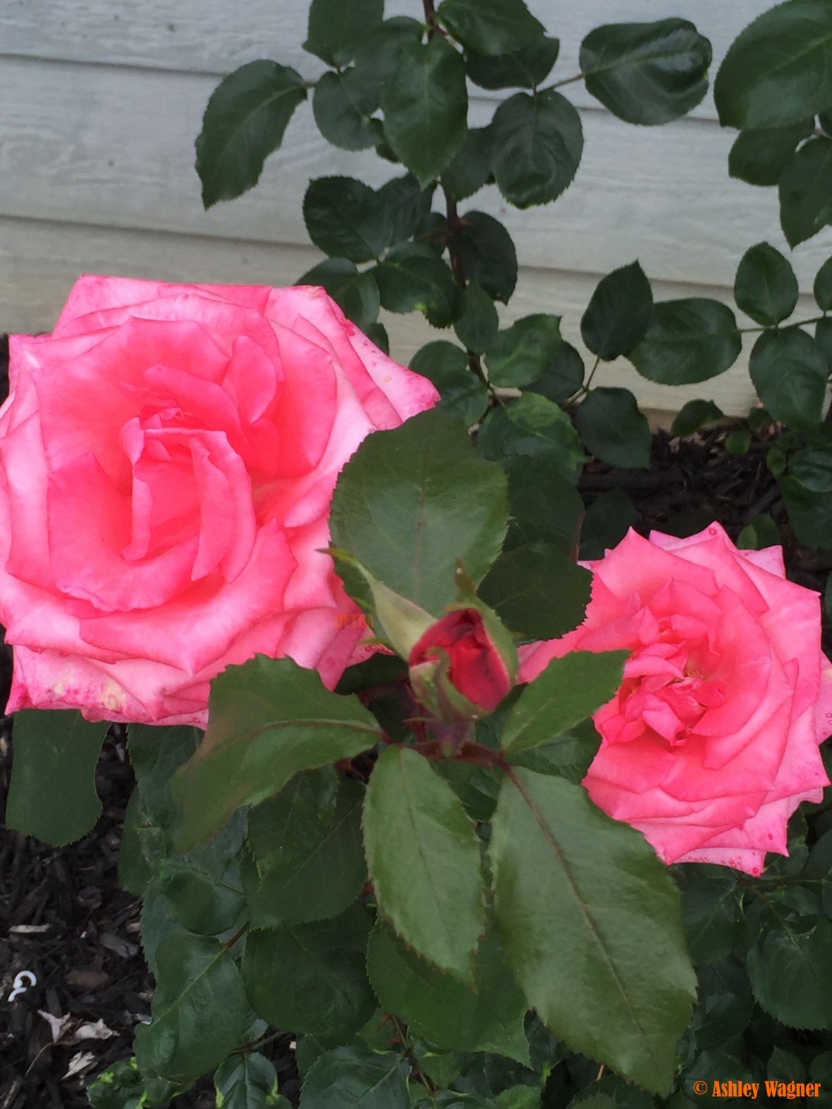 Photo Apr 13, 5 29 30 PM