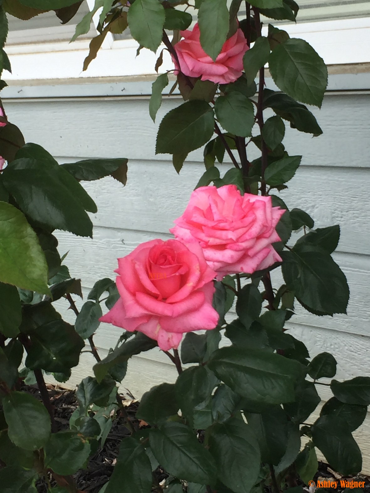 Photo Apr 13, 5 29 37 PM