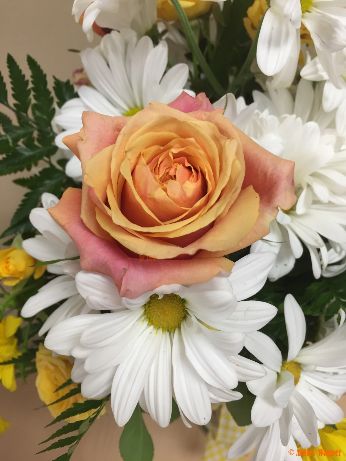 Photo Apr 28, 12 00 15 PM